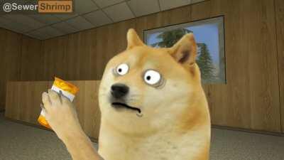 Doge tries a perc