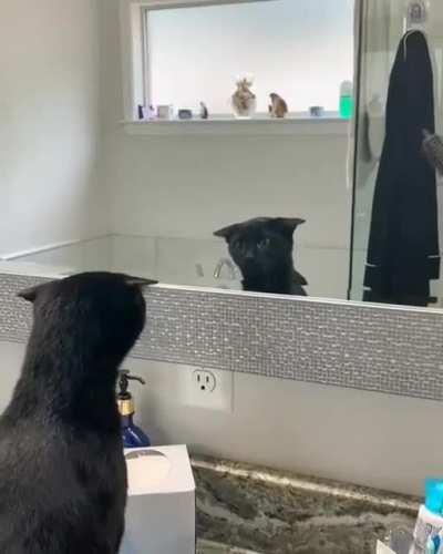 Those ears kill me 😂