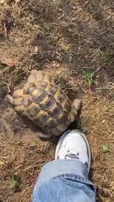 Hey I got a new turtle a week ago and it won't stop to hit me or run after me. What does it mean and what can I do about it? She is 10yo. Thanks :)