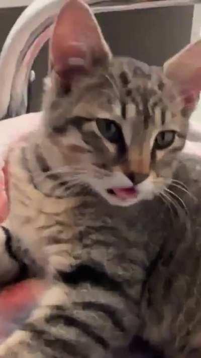 Why can't you just be a normal cat?