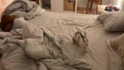 Heard strange noises from the bedroom ans saw binky bunnies in action