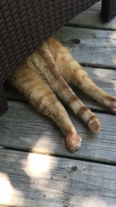 Trump's sploot (I'm not a trump supporter; my cat is just fat and orange)