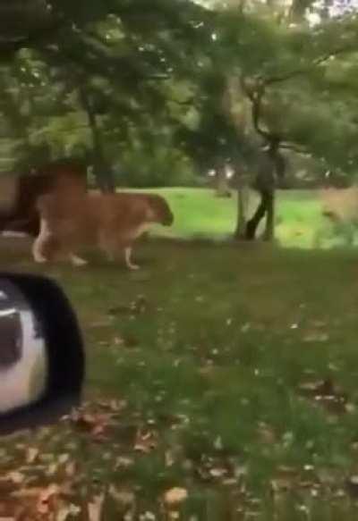 🔥 Nature is Lit 🔥