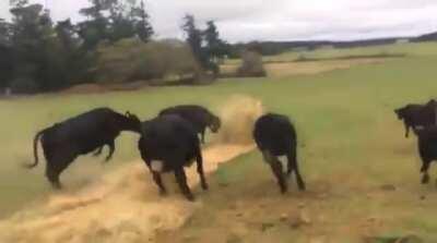 Let's roll this giant ball.