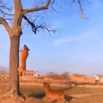 Dog running up tree to get ball