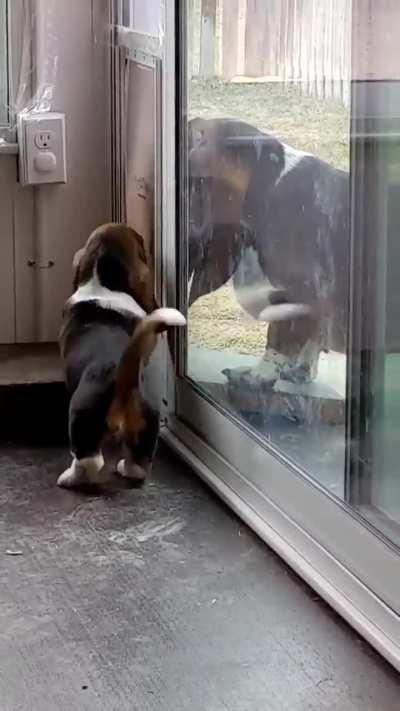 Patient dog teaches puppy how to use the pet door