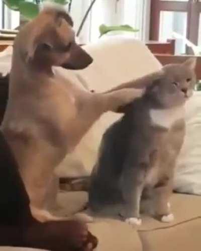 Trying to teach him how to pet the cat.