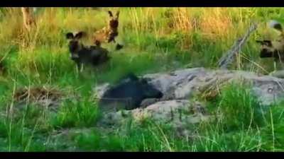 my drifting hogs need me