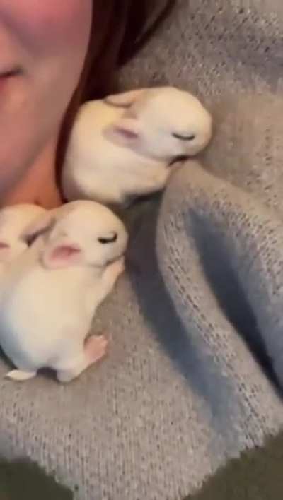 baby rabbit snuggles