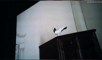 Emma Stone in 'Poor Things' (Cam)