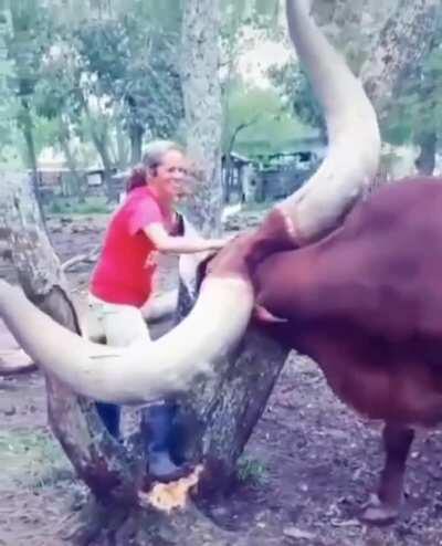 These absolute units of horns