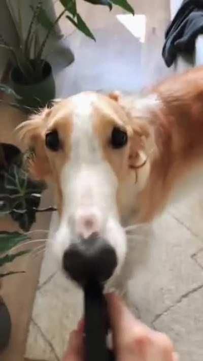 Pardón madame, could you spare a few sparys?