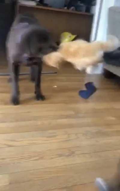 When you see the dogs fighting over a stuffed animal that looks just like you