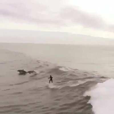 HMRB while I literally surf with the Dolphins.