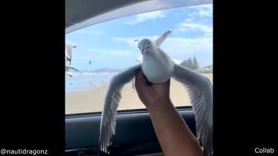 Guy caught a seagull while feeding them in a car