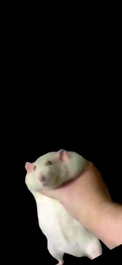 Due to literally no one asking for a sequel except myself, I have made a faster, even longer fat rat being shaken.