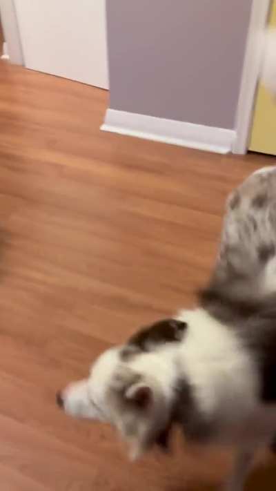 Losing her mind over a chip