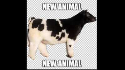 New Animal