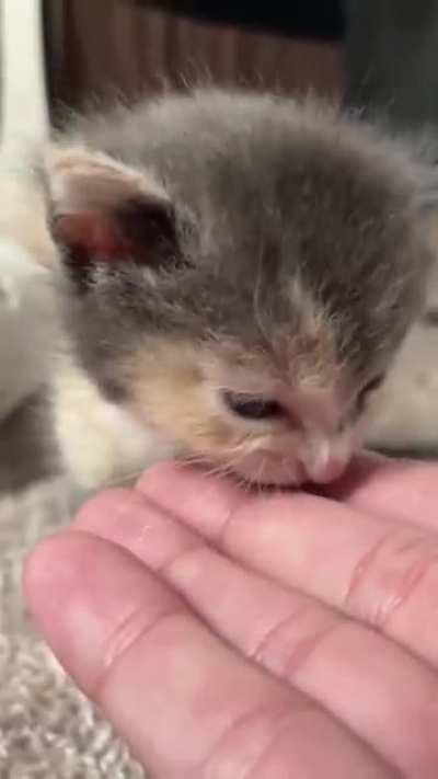 FeRoCioUs AniMAl eATs fUckINg eVerYtHinG