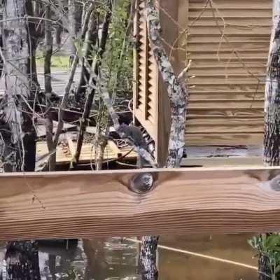 Squirrel survives Hurricane Sally, only to get eaten by a heron...