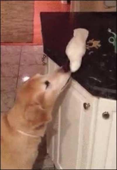 Just Can't Reach It.