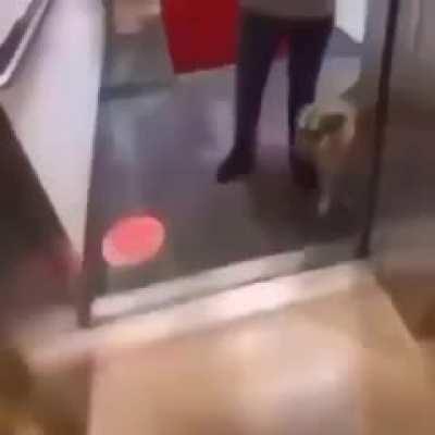 Dog gets unnecessarily insulted