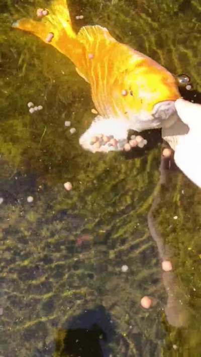 My koi boop