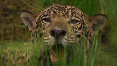 BBC's new docuseries 