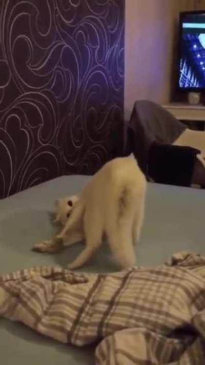 The greebles are inside that cat