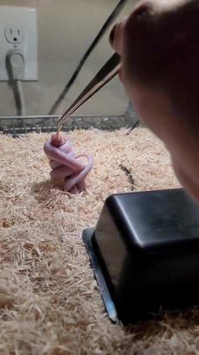 Feeding time for my boy Havoc.