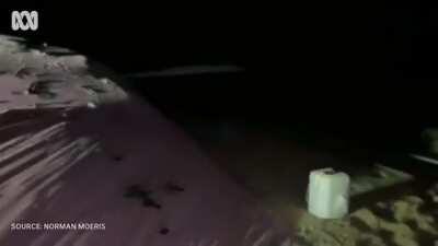 The mouse plague in Australia at the moment