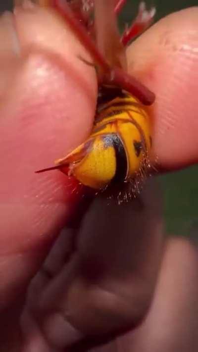 The hornet has never been more helpless