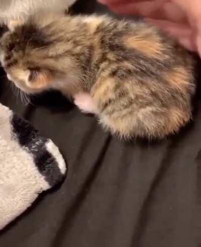Dramatic kitten Yell & Fall