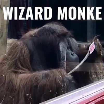 monke 🙈🙉🙊😨😭😎