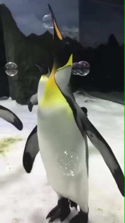 Penguins and bubbles.