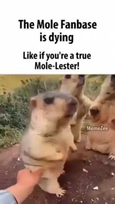 Rise moles! RISE!