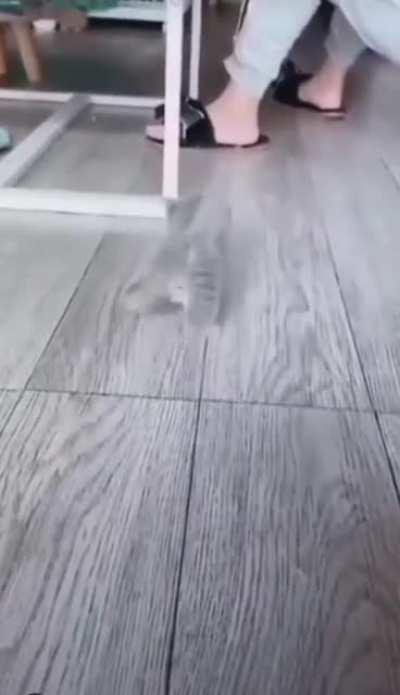 Little kitty with big steps