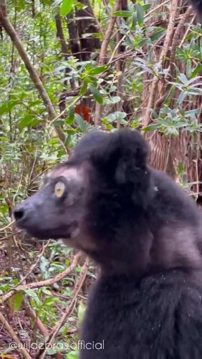 🔥 The (comically) vocal Indri - Madagascar 