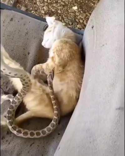 Cat realizes she was cuddling with a snake all along