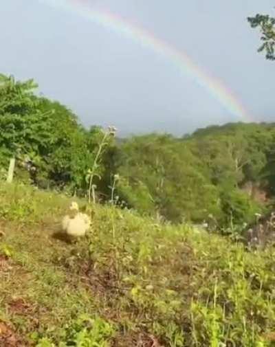 Paytak ördek sürüsü(en öndeki benim)