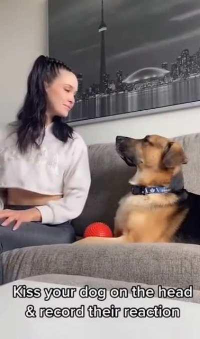 How does your dog react to kisses?