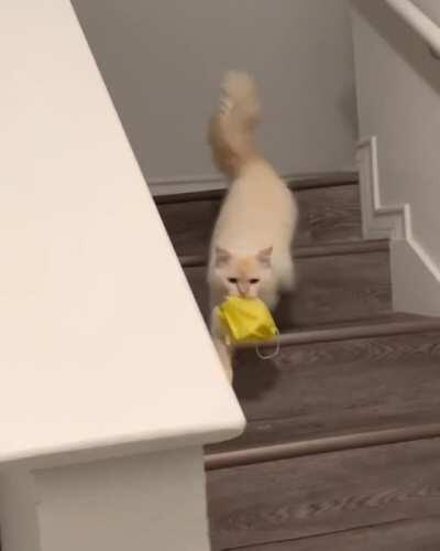 My cat is so sweet. He wanted to make sure I didn't forget my mask today