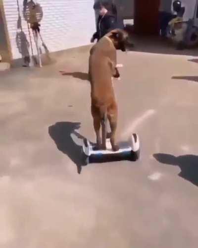 WCGW when you put a dog on a Segway