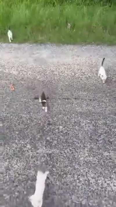 The leader must come out first... And when it's clear everyone follows!