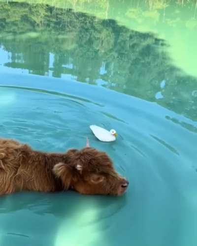 🐄🌊🦆 toe Australia tour on now!