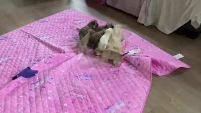 ByStAnDeRs do NOThiNg As FoSTer ChilDrEn aTTaCK MoTHEr