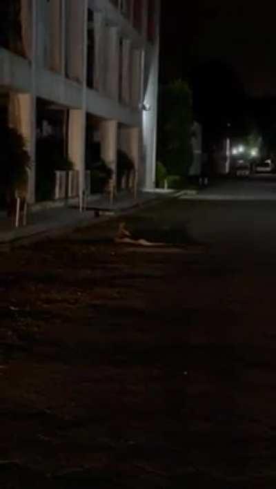 Snakes going at it in a University campus in Bangi.