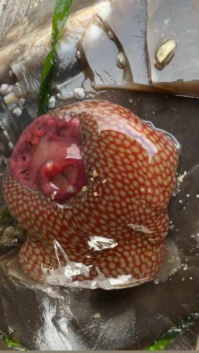 🔥 Strawberry Anemone