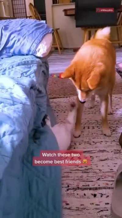 Watch these two becoming best friends!