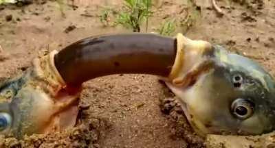 [NSFW] Thanks, I hate fish snake mouth sex or w/e this is